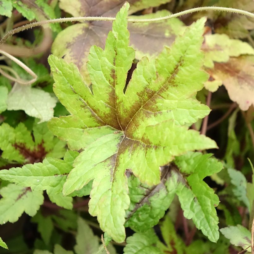 Tiarella Sugar and Spice (Folhagem)