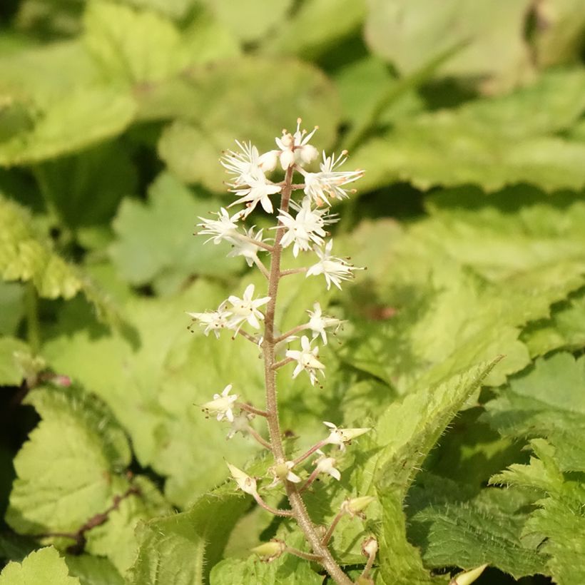 Tiarella cordifolia (Floração)