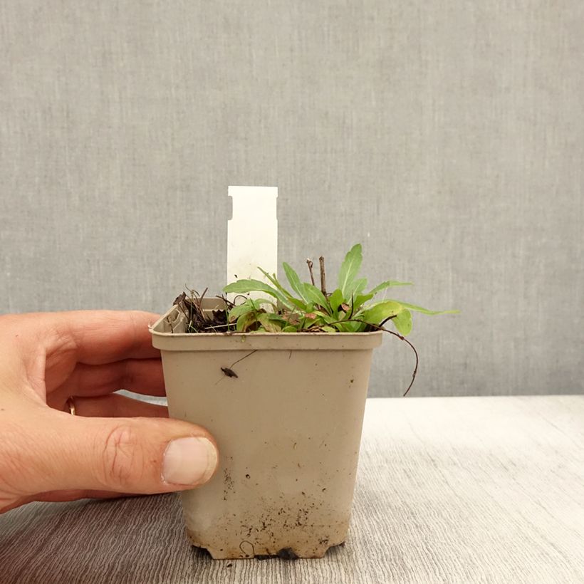 Amostra de Tiarella cordifolia Moorgrun Vaso de 8/9 cm tal como entregue no outono