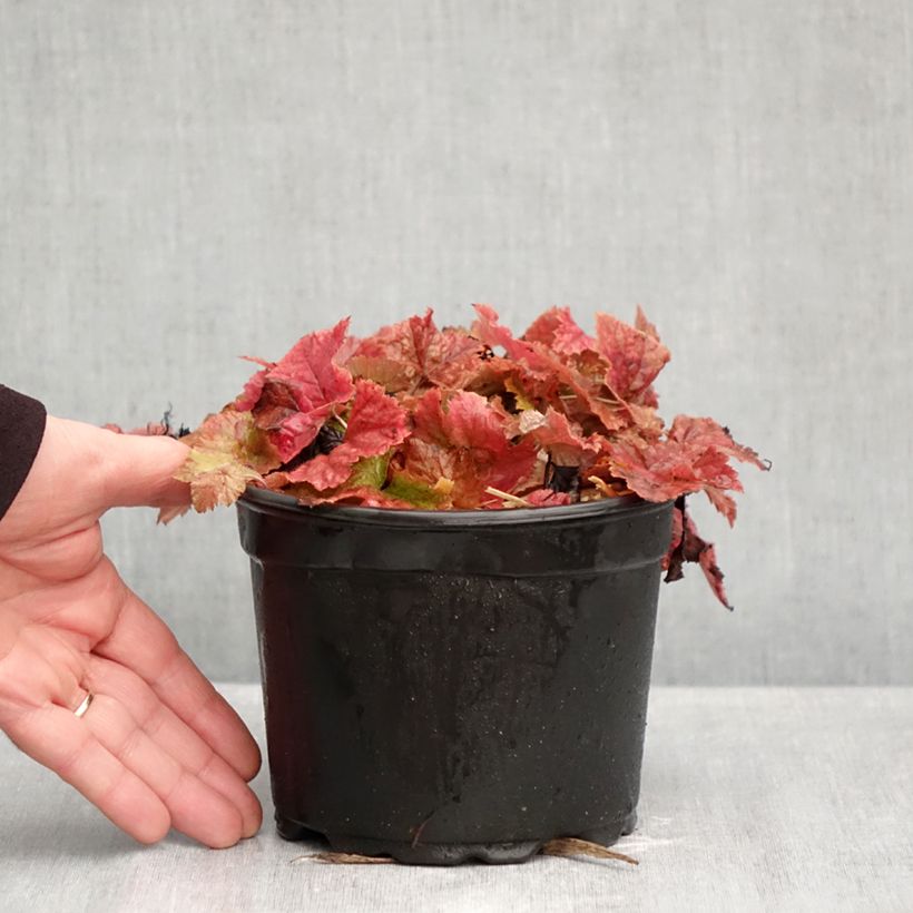 Amostra de Tiarella cordifolia Vaso de 2 L/3 L tal como entregue no outono