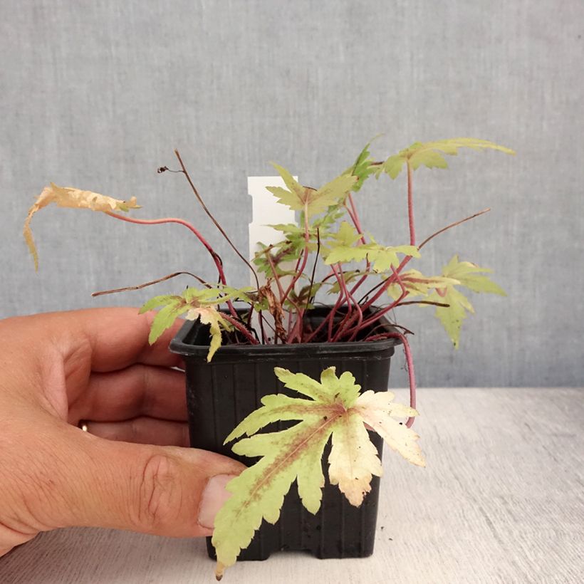 Amostra de Tiarella Morning Star Vaso de 8/9 cm tal como entregue no verão