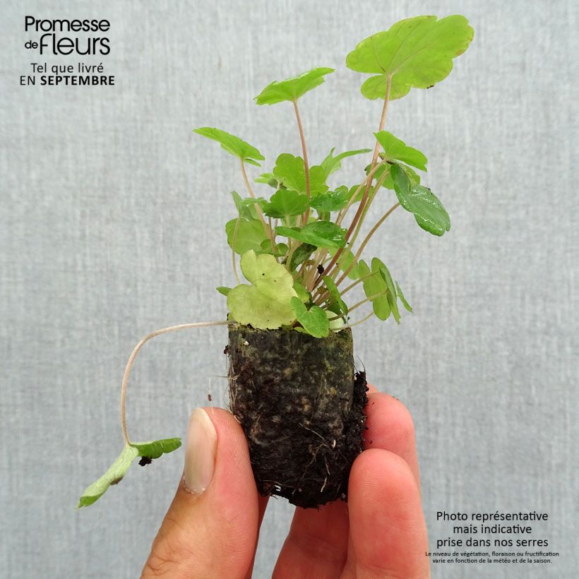 Amostra de Tiarella Sugar and Spice Mini-torrão Ø 3/4 cm tal como entregue no outono