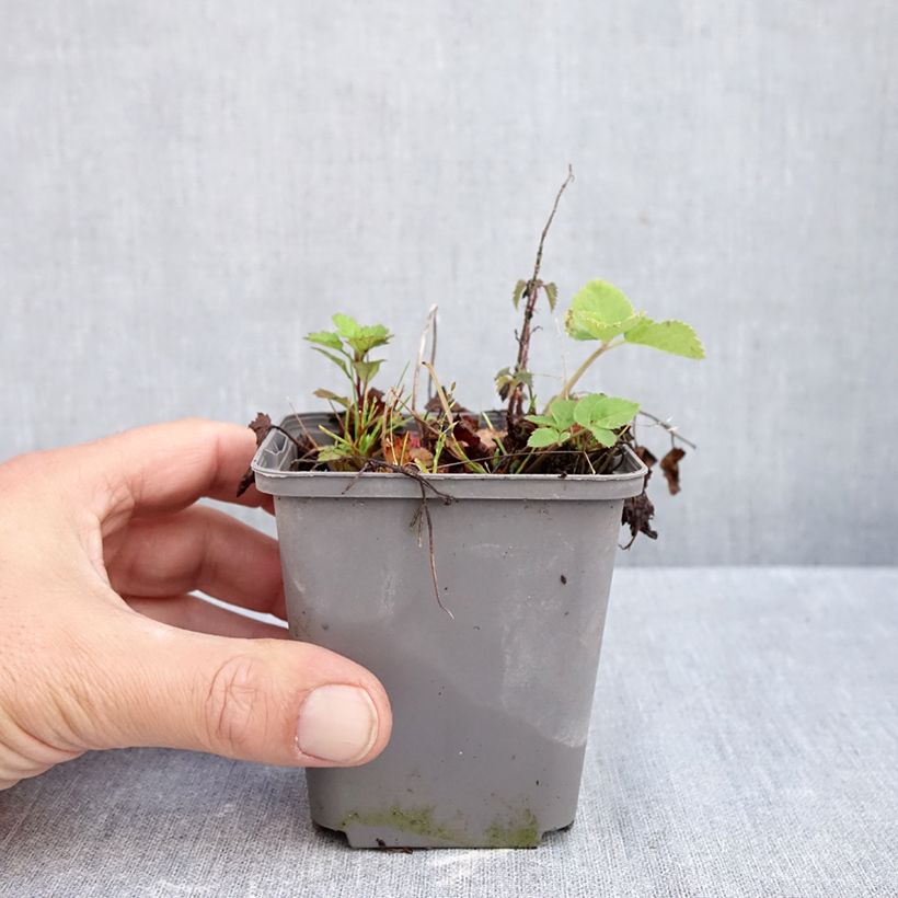 Amostra de Tiarella Running Tiger Vaso de 8/9 cm tal como entregue no outono