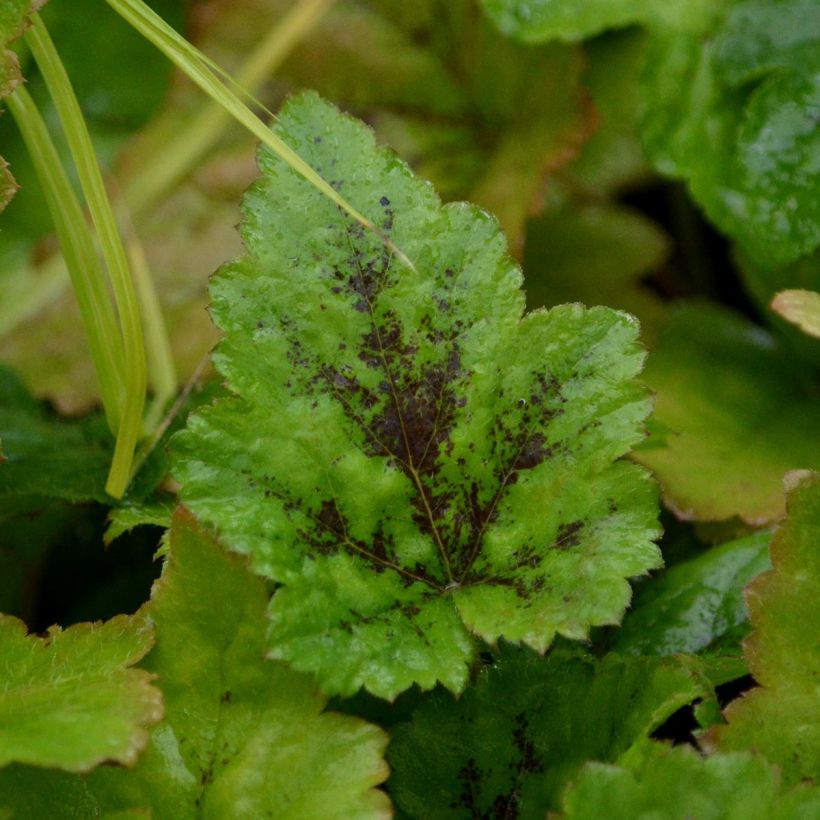 Tiarella Tiger Stripe (Folhagem)
