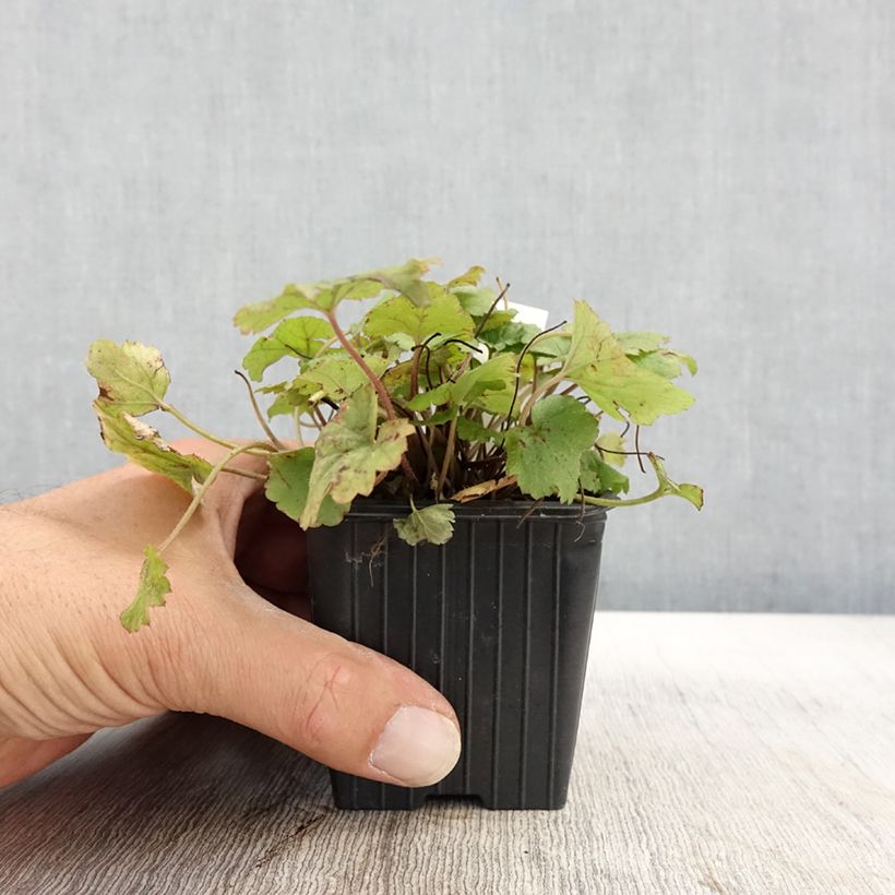 Amostra de Tiarella Tiger Stripe Vaso de 8/9 cm tal como entregue no outono