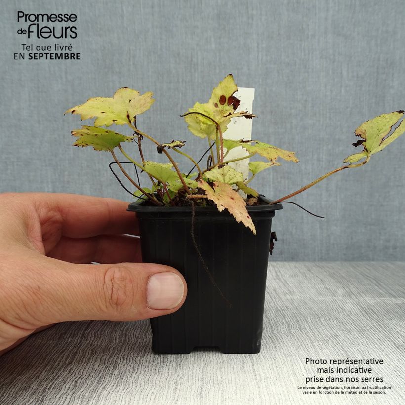 Amostra de Tiarella Tiger Stripe Vaso de 8/9 cm tal como entregue no verão