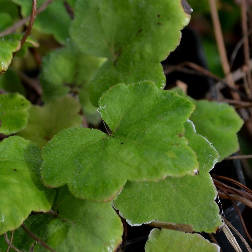 Tiarella wherryi (Folhagem)