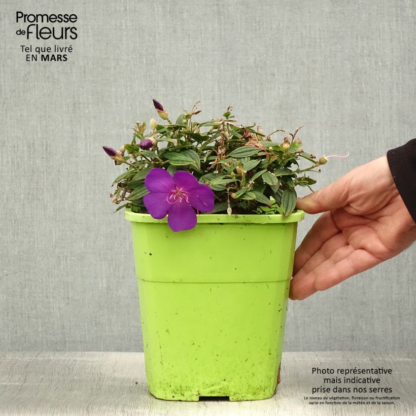 Amostra de Tibouchina Groovy Baby Vaso de 4 L/5 L tal como entregue na primavera