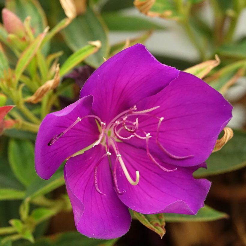 Tibouchina Groovy Baby (Floração)
