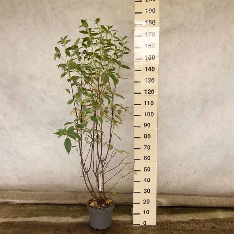 Amostra de Tibouchina semidecandra Vaso de 7,5 L/10 L tal como entregue no verão