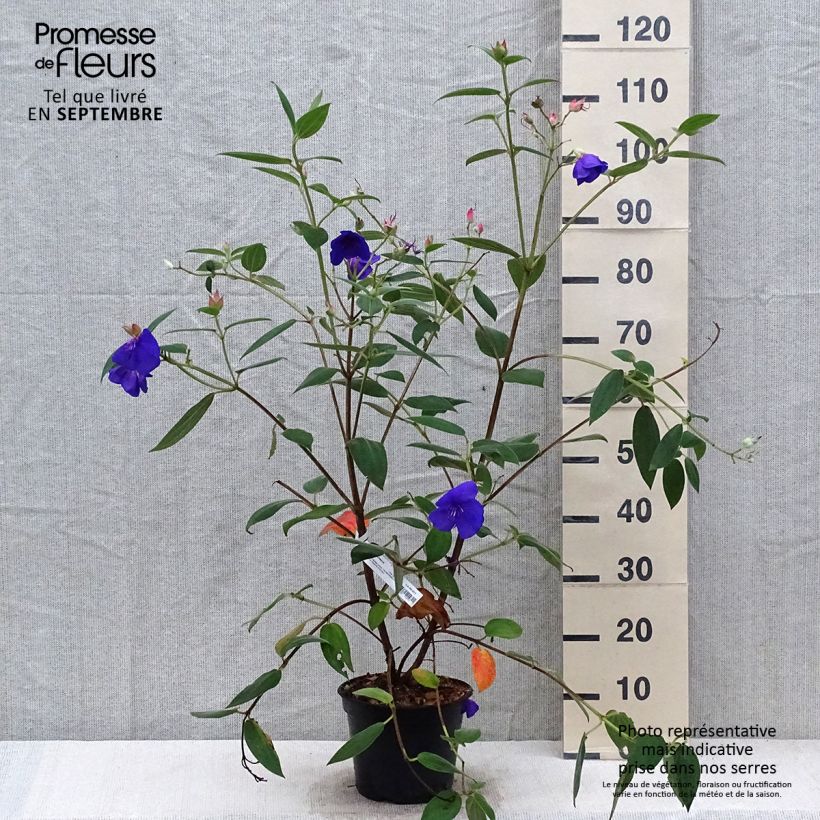 Amostra de Tibouchina urvilleana Edwardsii Pot de 3L/4L tal como entregue no outono