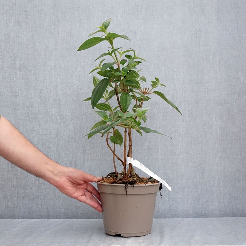 Amostra de Tibouchina urvilleana Edwardsii - Lasiandra Vaso de 3 L/4 L tal como entregue no verão