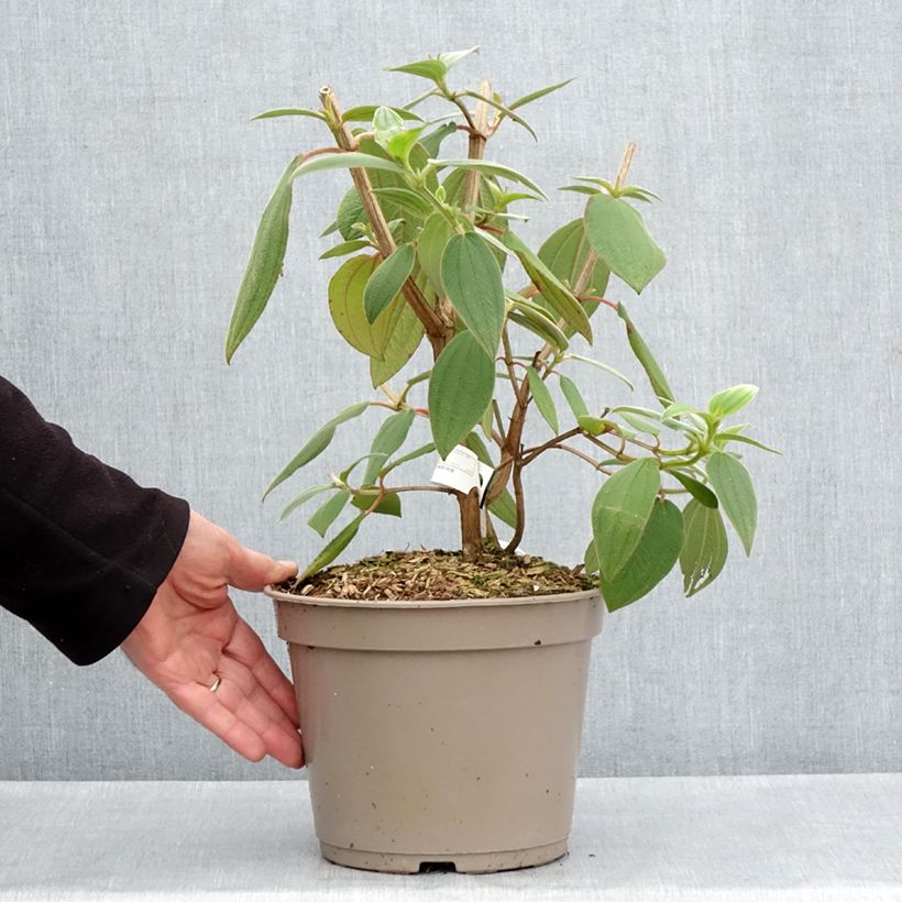 Amostra de Tibouchina urvilleana Edwardsii Vaso de 3 L/4 L tal como entregue na primavera