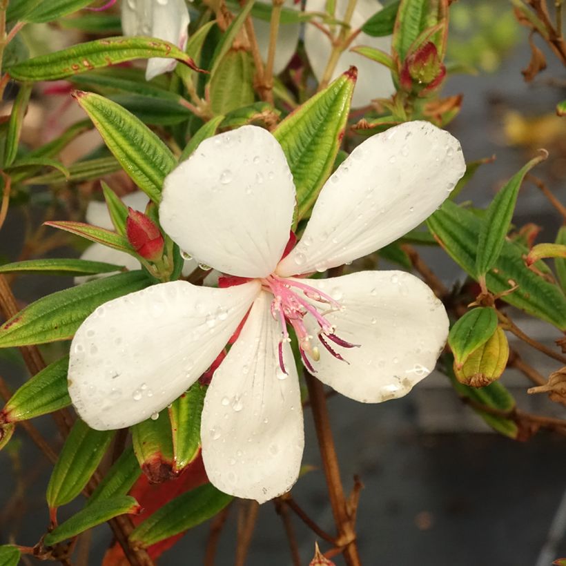 Tibouchina Peace Baby (Floração)