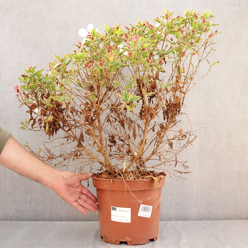 Amostra de Tibouchina Peace Baby Vaso de 7,5 L/10 L tal como entregue no verão
