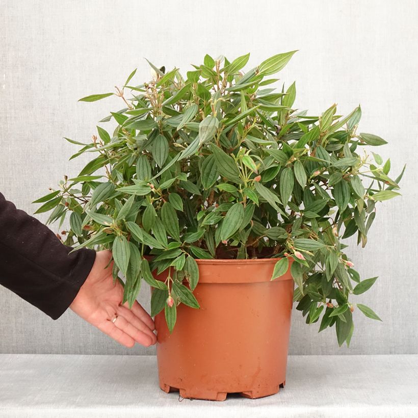 Amostra de Tibouchina Peace Baby Vaso de 7,5 L/10 L tal como entregue no inverno