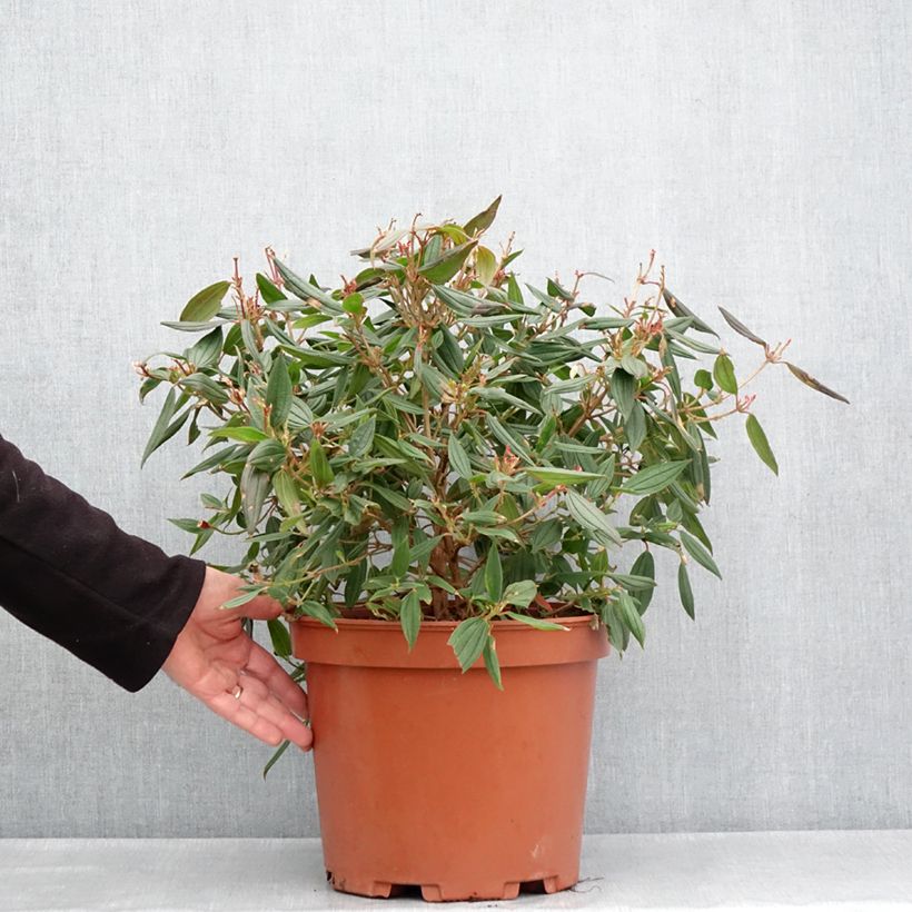 Amostra de Tibouchina Peace Baby Vaso de 7,5 L/10 L tal como entregue na primavera