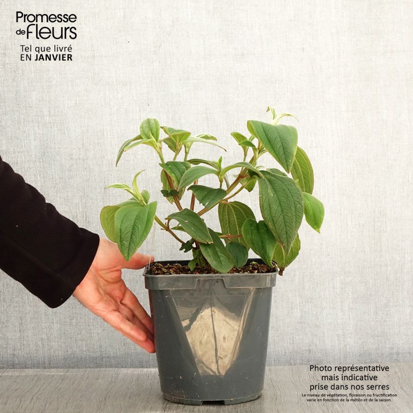 Amostra de Tibouchina urvilleana Vaso de 4 L/5 L tal como entregue no inverno