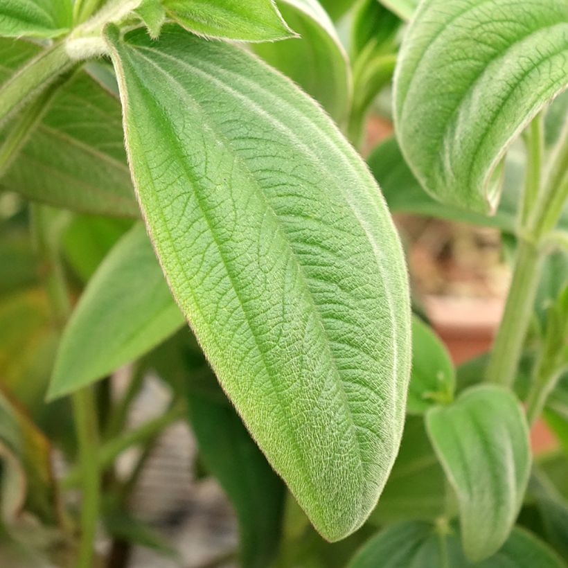 Tibouchina urvilleana (Folhagem)