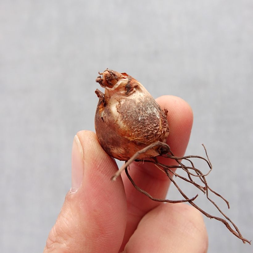 Amostra de Tigridia pavonia Alba - Oeil de Paon  Bulbo size 7+ tal como entregue na primavera