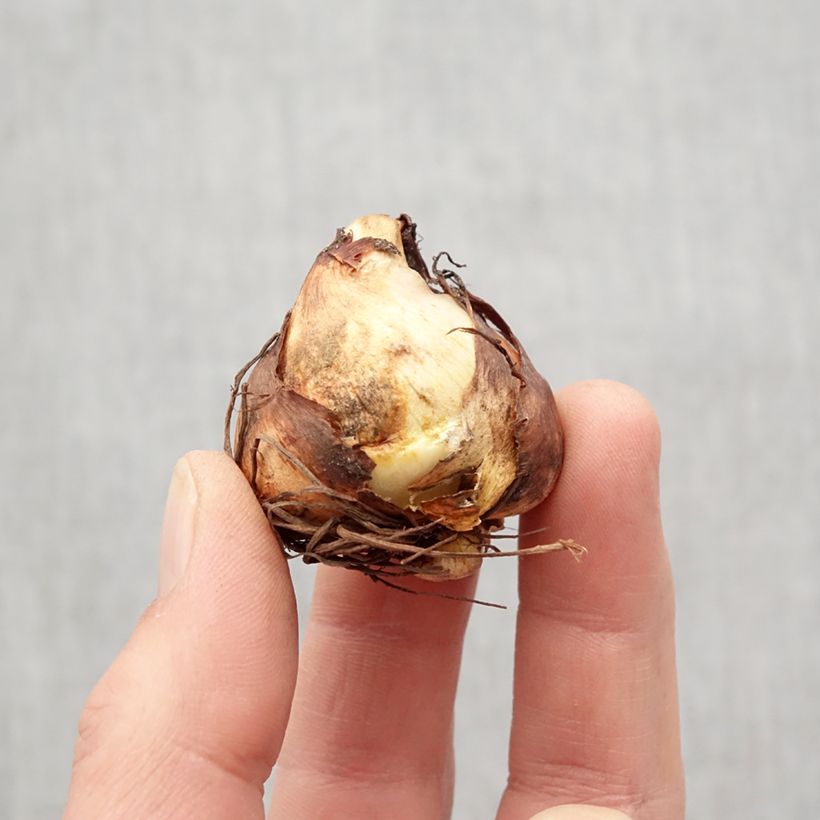 Amostra de Tigridia pavonia Aurea - Oeil de Paon Bulbo size 7+ tal como entregue na primavera