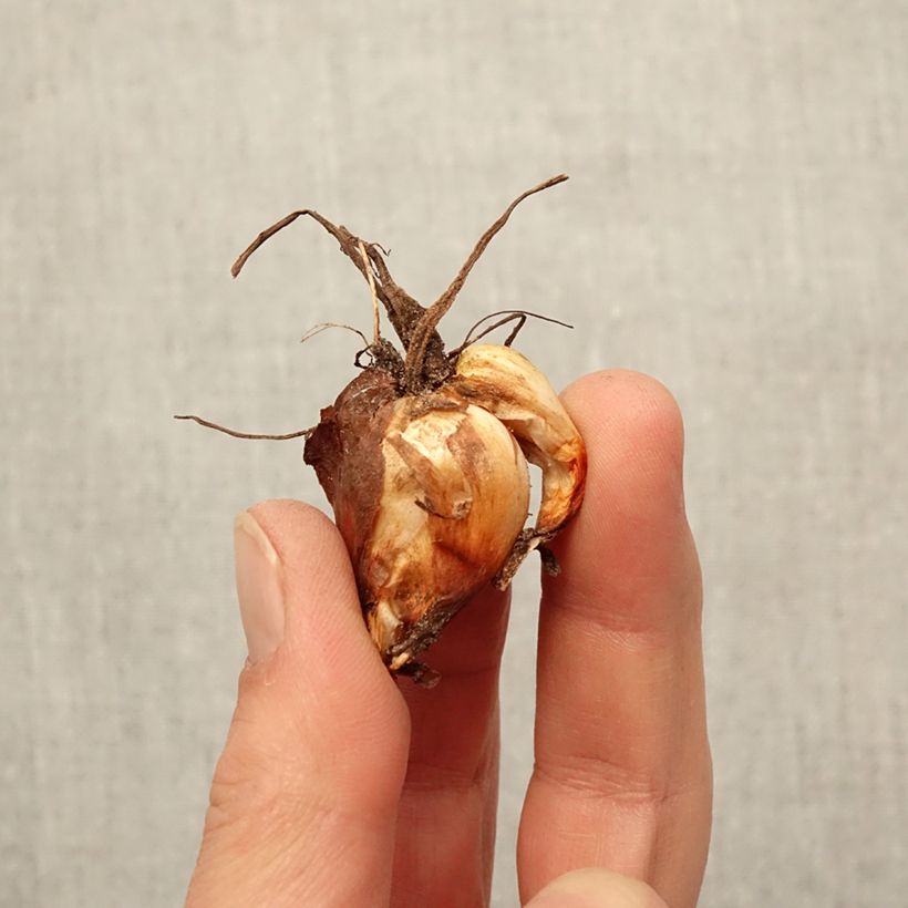 Amostra de Tigridia pavonia Lilacea - Oeil de Paon Bulbe Kaliber/Größe 7+ tal como entregue na primavera