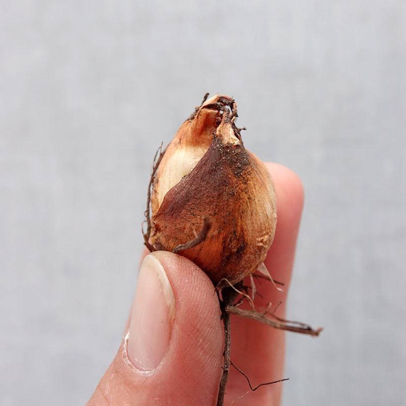 Amostra de Tigridia pavonia Speciosa - Oeil de Paon Bulbe Kaliber/Größe 7+ tal como entregue na primavera