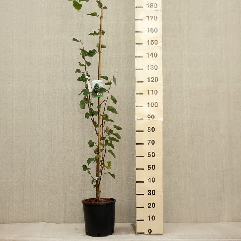 Amostra de Tilia cordata Greenspire - Tilleul à petites feuilles Pot de 7,5L/10L tal como entregue no outono