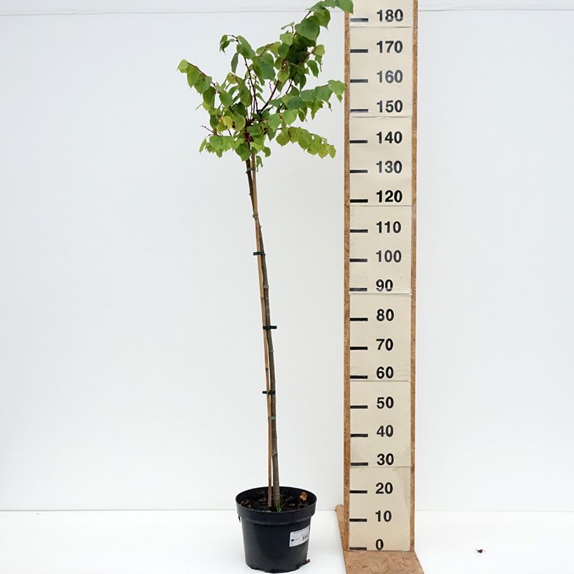 Amostra de Tilia cordata Pevé Kronenberg Vaso de 7,5 L/10 L, Haste tal como entregue no outono
