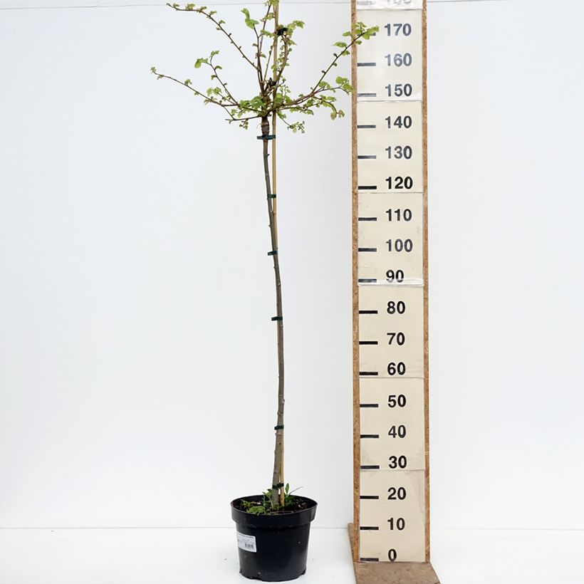 Amostra de Tilia cordata Pevé Kronenberg Vaso de 12 L/15 L, Haste tal como entregue na primavera