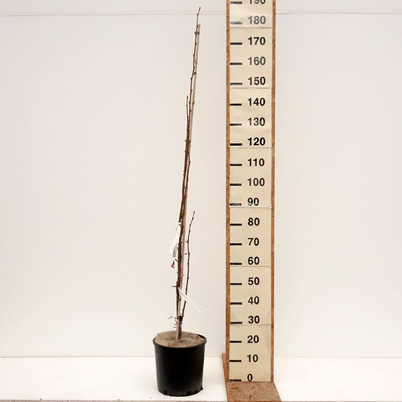 Amostra de Tilia cordata Rancho Vaso de 12 L/15 L tal como entregue no inverno