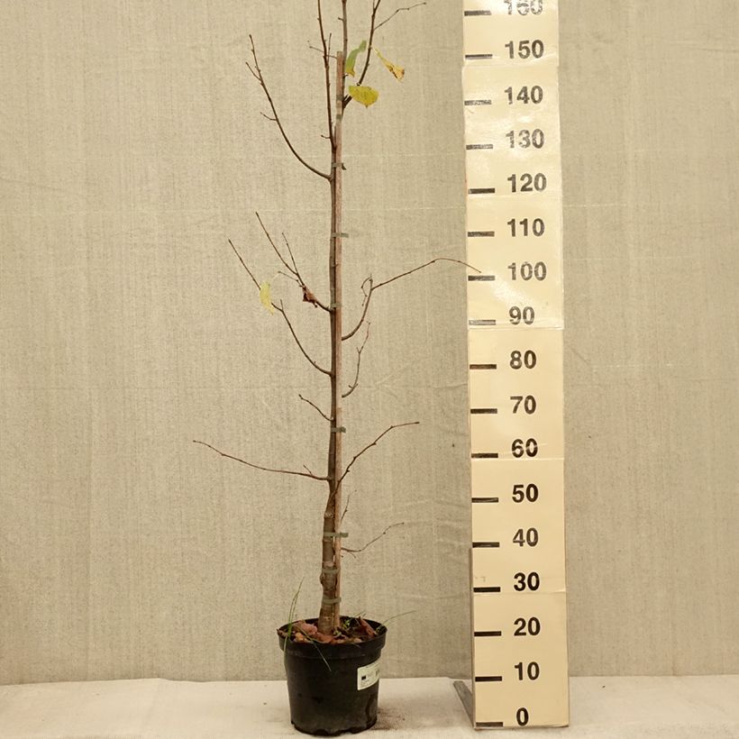 Amostra de Tilleul à petites feuilles Swedish Upright - Tilia cordata  Pot de 7,5L/10L tal como entregue no outono