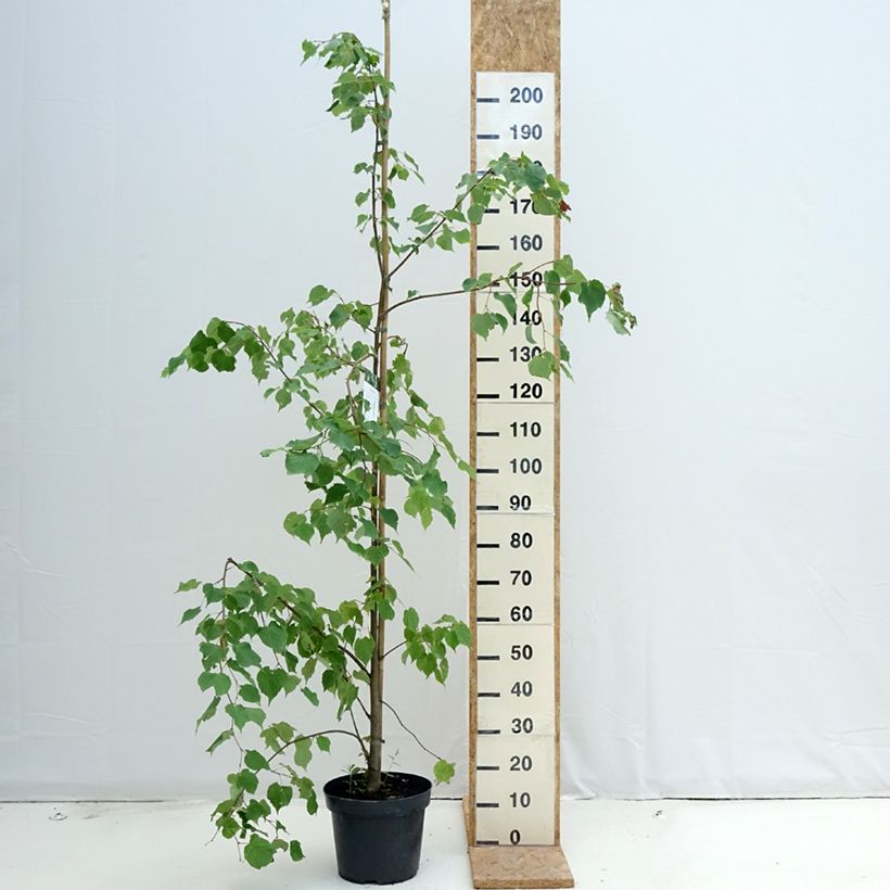 Amostra de Tilia cordata - Tília-de-folhas-pequenas Vaso de 7,5 L/10 L tal como entregue no verão