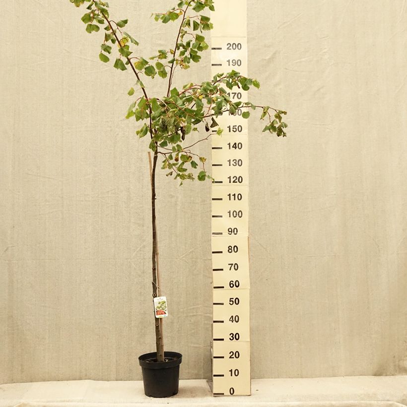 Amostra de Tilia cordata Winter Orange Vaso de 7,5 L/10 L, Haste tal como entregue no verão