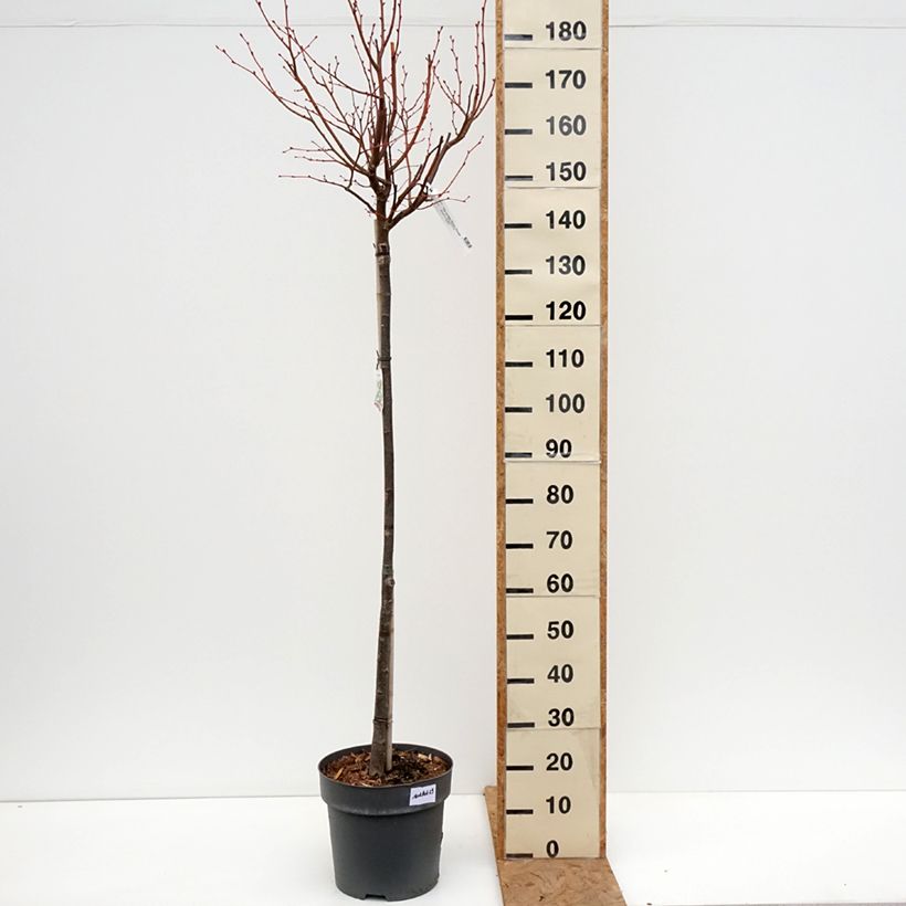 Amostra de Tilia cordata Winter Orange Vaso de 7,5 L/10 L, Haste tal como entregue no outono