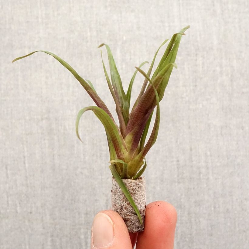 Amostra de Tillandsia Andreas Mini-plante tal como entregue na primavera