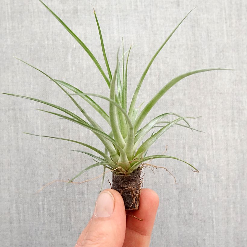 Amostra de Tillandsia Mizuki Mini-plante tal como entregue na primavera
