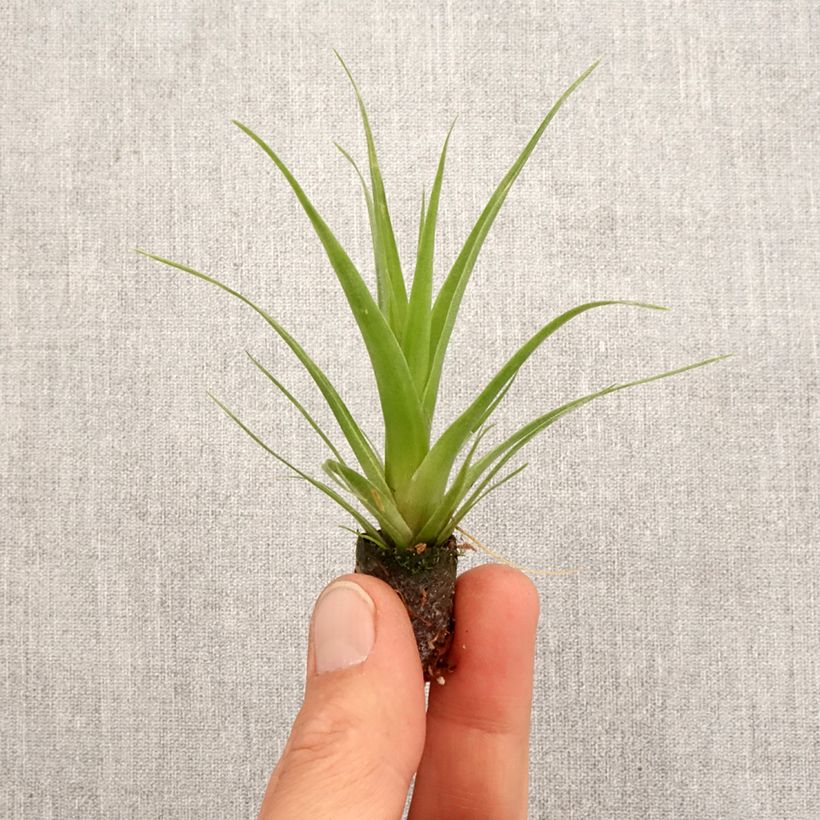 Amostra de Tillandsia Naomi Mini-plante tal como entregue na primavera
