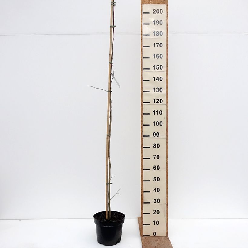 Amostra de Tilia platyphyllos Laciniata Vaso de 7,5 L/10 L tal como entregue no inverno