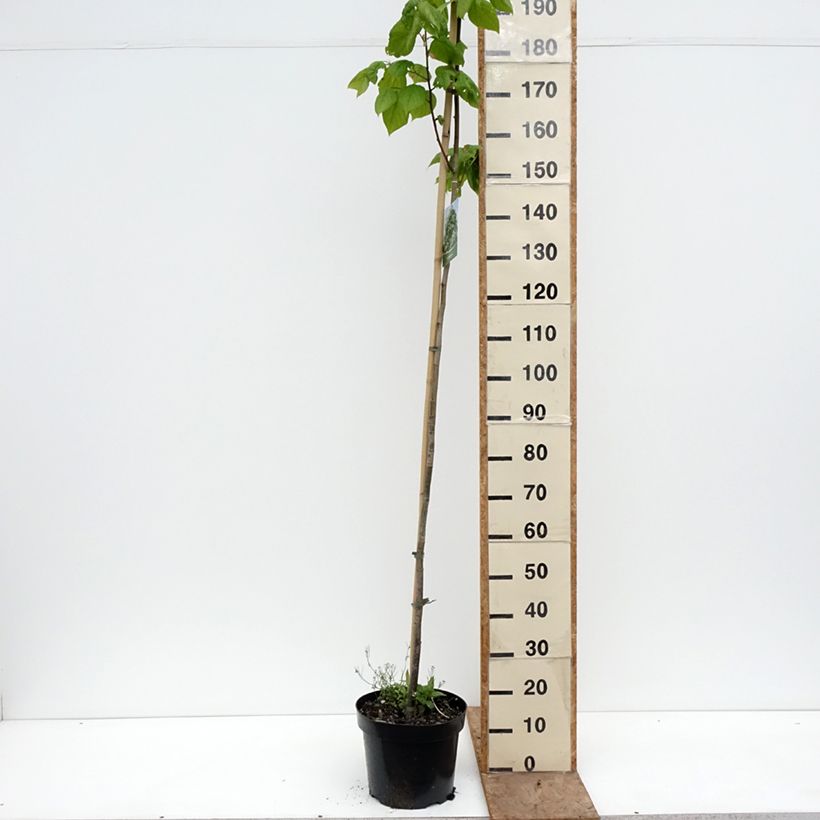 Amostra de Tilia platyphyllos Laciniata Vaso de 7,5 L/10 L tal como entregue na primavera