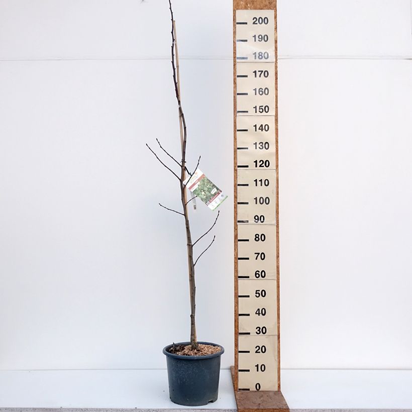 Amostra de Tilia platyphyllos Vaso de 7,5 L/10 L tal como entregue no inverno