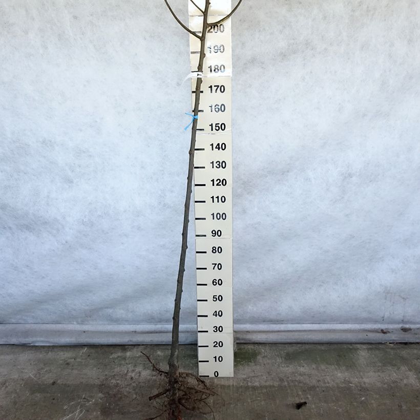 Amostra de Tilleul à grandes feuilles - Tilia platyphyllos Raízes nuas tal como entregue no inverno