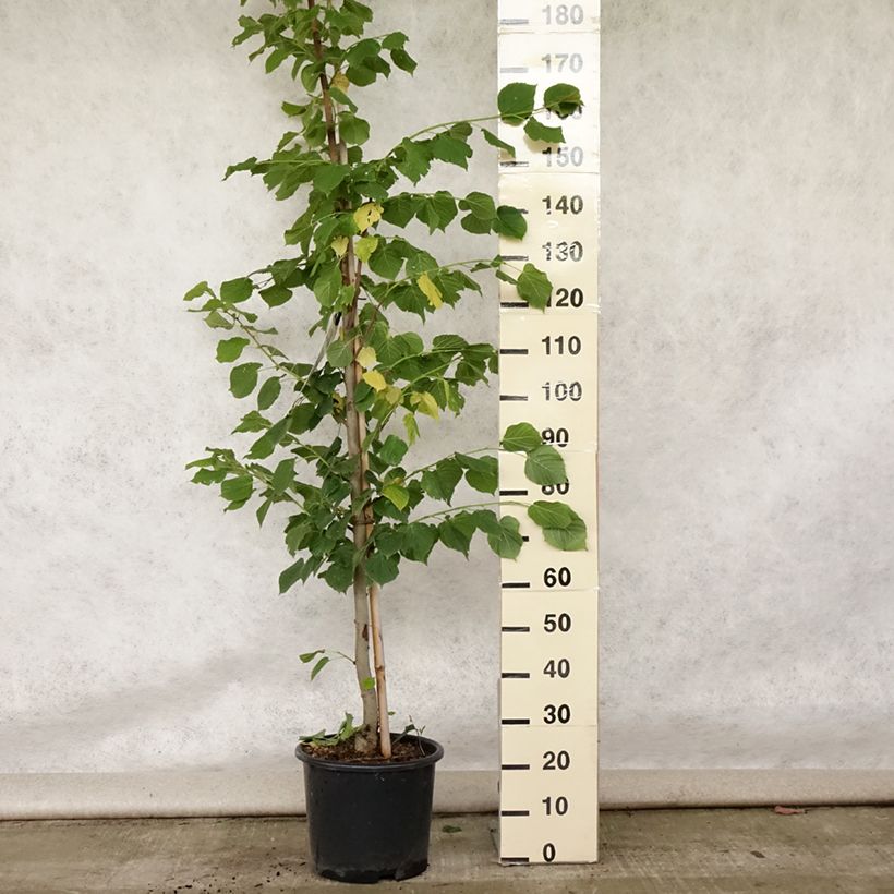 Amostra de Tilia platyphyllos Rubra Vaso de 12 L/15 L, Brasão tal como entregue no verão