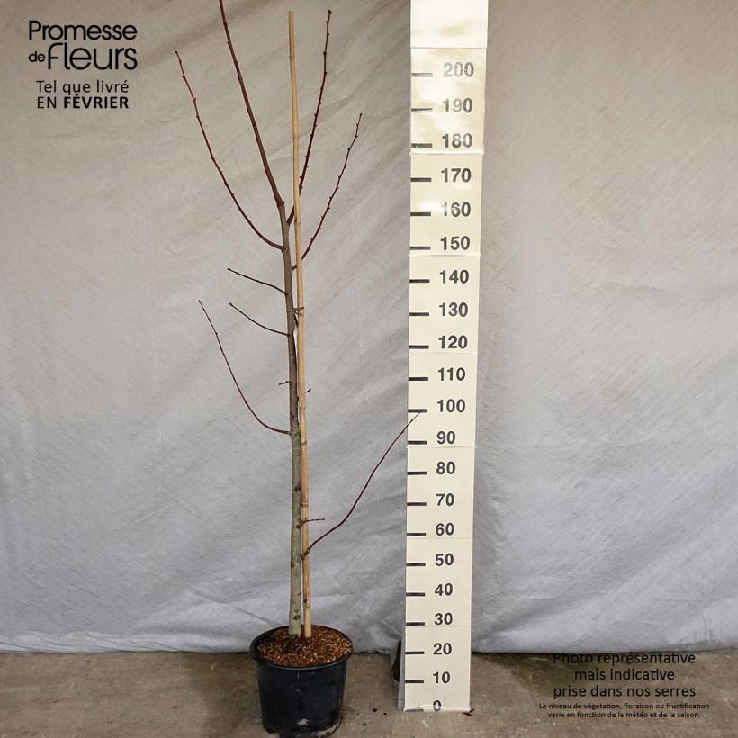 Amostra de Tilleul à grandes feuilles - Tilia platyphyllos Rubra Vaso de 12 L/15 L tal como entregue no inverno