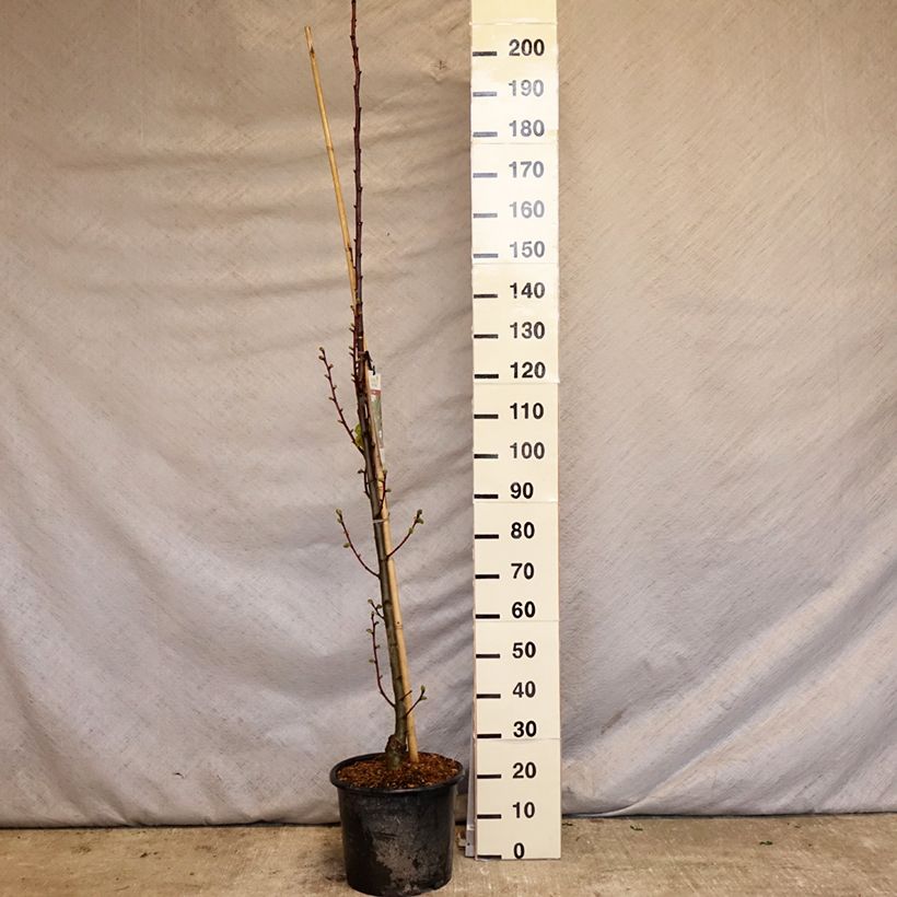 Amostra de Tilia platyphyllos Rubra Vaso de 12 L/15 L, Brasão tal como entregue na primavera
