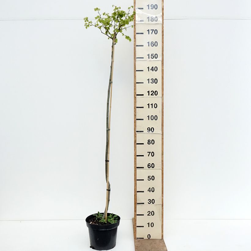 Amostra de Tilia cordata Simone Vaso de 7,5 L/10 L, Haste tal como entregue na primavera