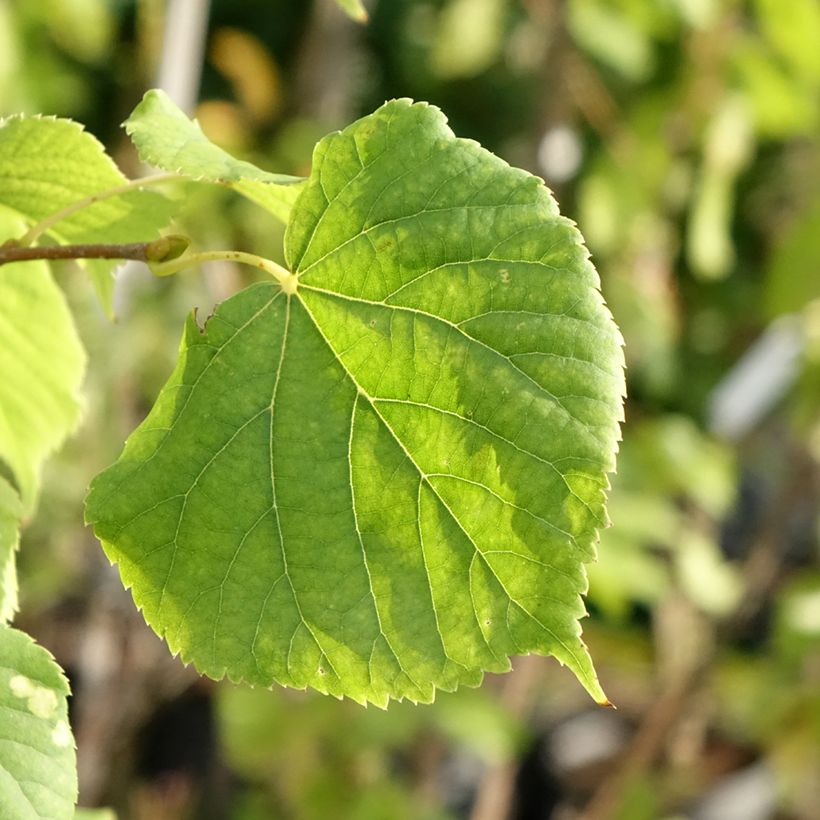 Tilia cordata Swedish Upright (Folhagem)