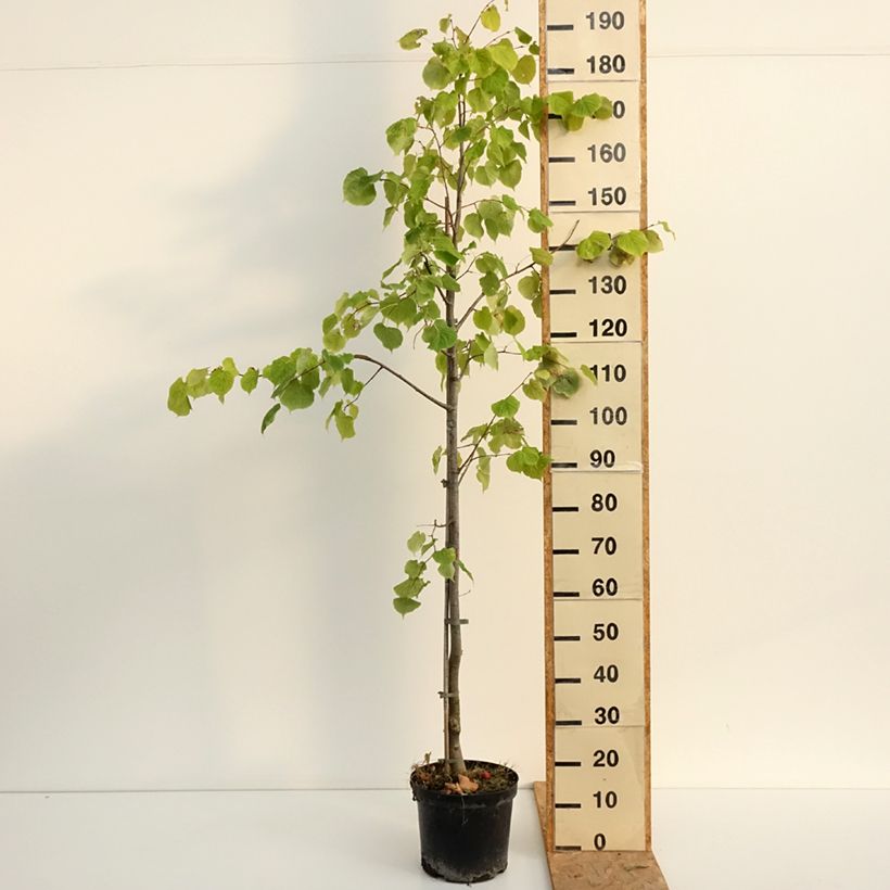 Amostra de Tilia cordata Swedish Upright Vaso de 7,5 L/10 L tal como entregue no verão
