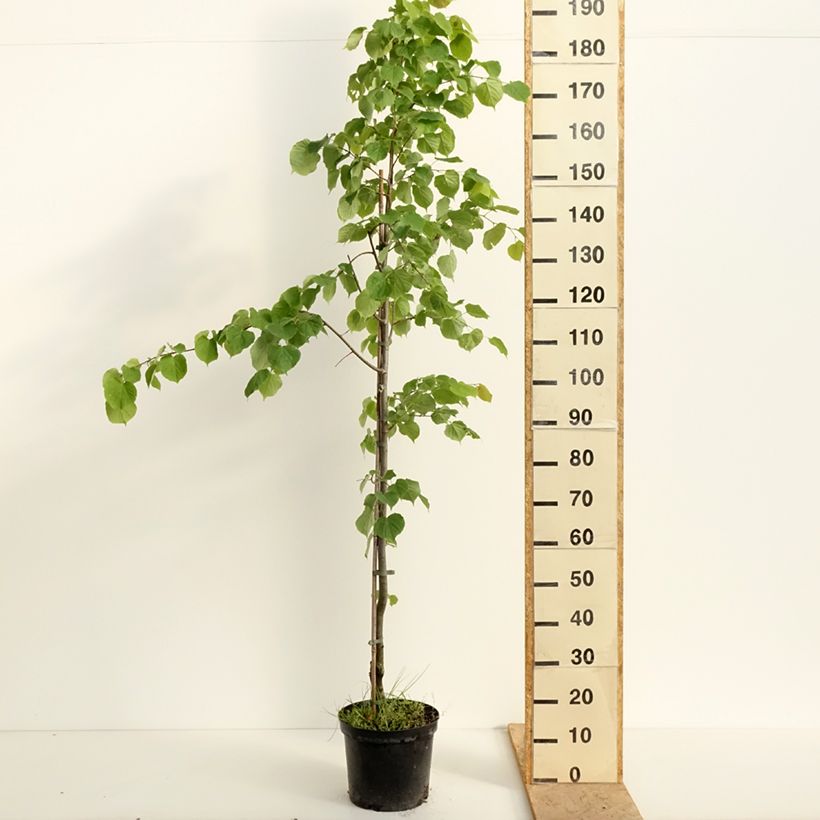 Amostra de Tilia cordata Swedish Upright Vaso de 7,5 L/10 L tal como entregue na primavera