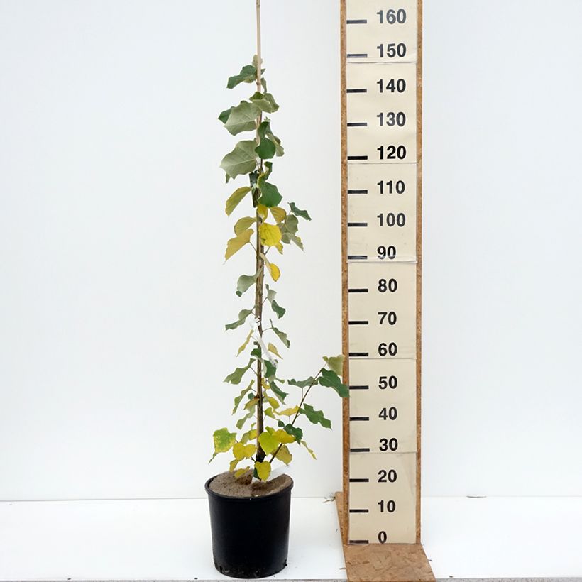 Amostra de Tilleul argenté - Tilia tomentosa Pot de 7,5L/10L tal como entregue no outono